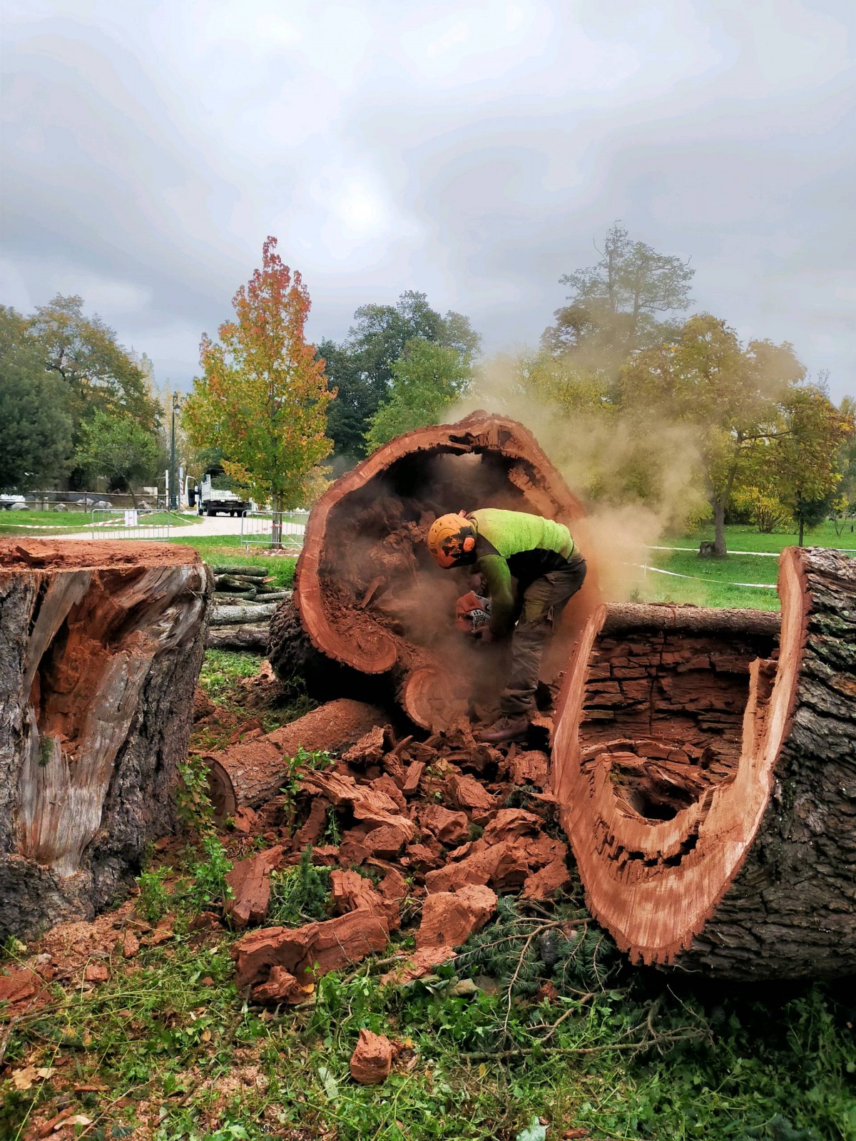 Démontage d'un arbre creux
