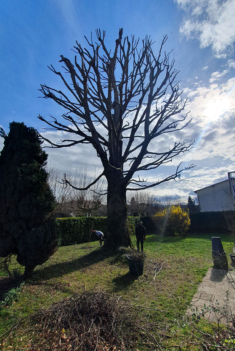 Taille d'arbre